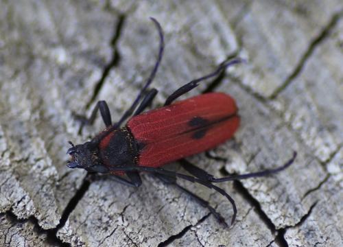 Réf. 188 357 : Purpuricenus kaehleri